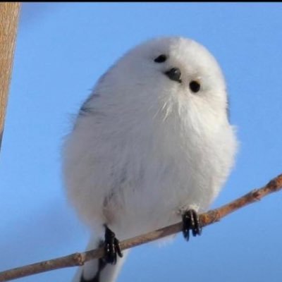 mawkishgrig's profile picture. 