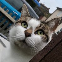 Phoebe Cat (@phoebe_the_catt) 's Twitter Profile