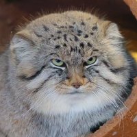 Grumpy Manul (@grumpy_manul) 's Twitter Profile