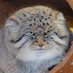 Grumpy Manul (@grumpy_manul) Twitter profile photo Grumpy Manul (@grumpy_manul) Twitter profile photo