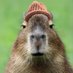 capybarawifhat (@capybarawifhatx) Twitter profile photo capybarawifhat (@capybarawifhatx) Twitter profile photo