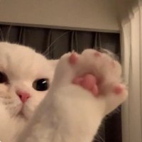🌙 (@lisgnh) 's Twitter Profile
