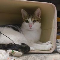 Alfred 😺 (@malinalfred) 's Twitter Profile