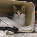 Alfred 😺 (@malinalfred) Twitter profile photo Alfred 😺 (@malinalfred) Twitter profile photo