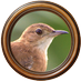 Hornero Recargado 🐦 (@hornerizar) Twitter profile photo Hornero Recargado 🐦 (@hornerizar) Twitter profile photo