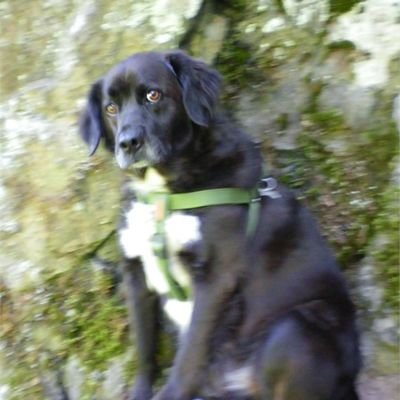 ClandDe's profile picture. 