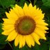 kinnohane 🌻100% FOLLOW BACK 🌻 (@kinnohane7) Twitter profile photo kinnohane 🌻100% FOLLOW BACK 🌻 (@kinnohane7) Twitter profile photo