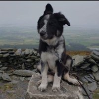 Manxpie (@manxpie86) 's Twitter Profile Photo