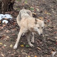 Ryosuke (@rkaitoon_) 's Twitter Profile