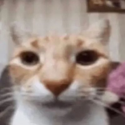 zeynep926521's profile picture. 