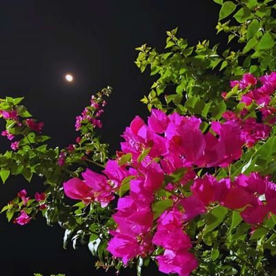 DuhokHaval3516's profile picture. 