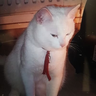 porfottor's profile picture. 