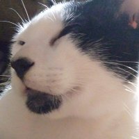 AM ๐๐ (@ameowwwww_19) 's Twitter Profile Photo AM ๐๐ (@ameowwwww_19) 's Twitter Profile Photo