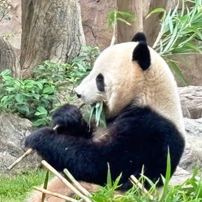 hemuren1106's profile picture. 休日はLIVE参戦・映画鑑賞・野球観戦 LIVE予定:ExWHYZ / .Link / Chance Movement / POPING CANDY. / ゼロキョリハーツ/ ParaMilia /POLYSICS / My Bloody Valentine