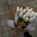 Tulips Library (@tulipslibrary) Twitter profile photo Tulips Library (@tulipslibrary) Twitter profile photo