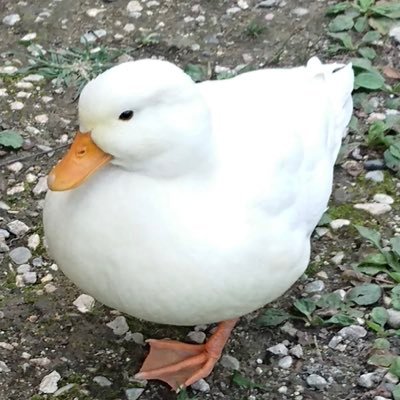 読書好きなB4学生/メインはラノベ、エッセイ実用小説漫画なども読む/かまちー作品はいいぞ/最近は余り発掘できてないがWeb小説とやる夫スレも好き/オタクくんサマナーはいいぞ/Vリスナーにじさんじ多め/推しは、るり嬢、もねち、古書屋敷さん/ゲームも稀にやる/映画も稀に観る