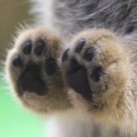 のの (@lazlos_martini) 's Twitter Profile Photo