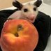 Alex Fields (@peachfedpossum) Twitter profile photo Alex Fields (@peachfedpossum) Twitter profile photo