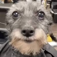 Houstani (@houstani33) 's Twitter Profile