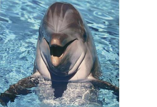 Dolphin Motel, Your place to relax in the heart of the Bay of Islands meet your friendly host