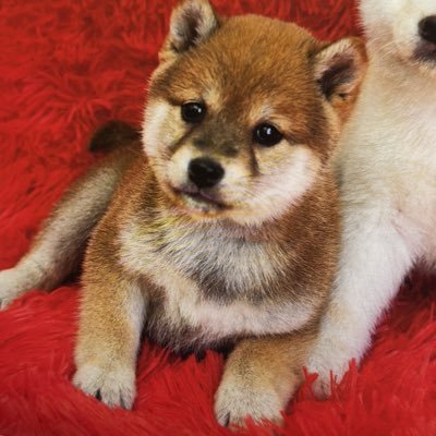 nkkuma2590's profile picture. 激しめの理系　呟くことが何も無い