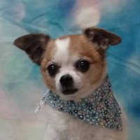 IAMJustPeteyxx (@iamjustpetey) 's Twitter Profile