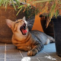❤️😎💉Inj. w/ 4.41% LingOrm😸🐾🤓😘 (@dentgap) 's Twitter Profile Photo ❤️😎💉Inj. w/ 4.41% LingOrm😸🐾🤓😘 (@dentgap) 's Twitter Profile Photo