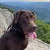Labrador Guy (@labradorguy82) Twitter profile photo Labrador Guy (@labradorguy82) Twitter profile photo