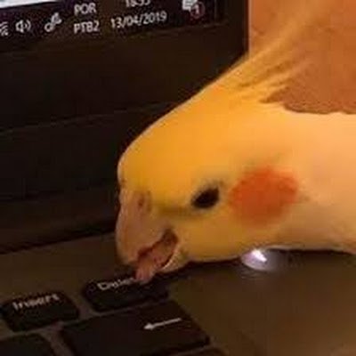 GladbCat's profile picture. 20 y.o., he/him