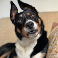 PipTheCollie (@colliepip) 's Twitter Profile