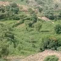 عبدالله العميسي (@almysy72767) 's Twitter Profile