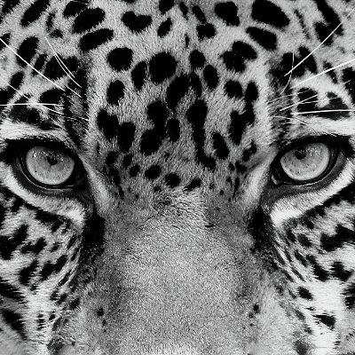 Original content from where the wild things hang out. Tropical natural history & exotic ornamentals-the antidote to burnout from doom scrolling. Free of AI BS.