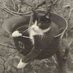American Gnoticer (@americannoticer) Twitter profile photo American Gnoticer (@americannoticer) Twitter profile photo