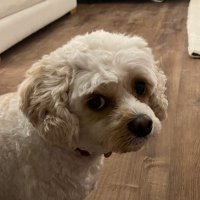 MK (@mnlkhn) 's Twitter Profile