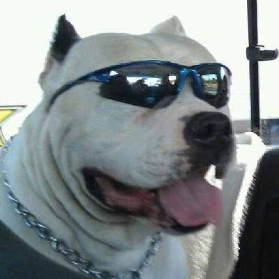 $ZAG is a beautiful American Bull dog | https://t.co/cucqs0dVQR
He is flowless