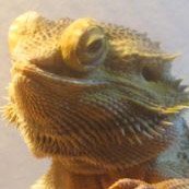 Draco (@killer_draco) 's Twitter Profile Photo Draco (@killer_draco) 's Twitter Profile Photo