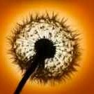 Golden Seeds (@goldenseedswisd) 's Twitter Profile Photo Golden Seeds (@goldenseedswisd) 's Twitter Profile Photo