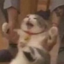 005HavenHu3's profile picture. +18 only Certified CEO of big women Industries! All character displayed are +21 years of age