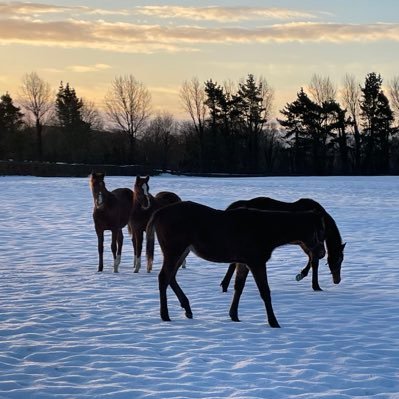 pjaherne35's profile picture. 📍Prospect Stables. Breeders of Romanised Group 1 winner. Also fan of GAA,Golf,Cycling, Man Utd views are my own