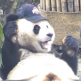 LGXtwiit's profile picture. 