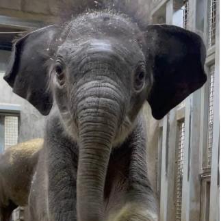 Jet_On_Solana's profile picture. $Jet- First ever AI created elephant at Saint Louis Zoo

8AgiedqgZ1tEMgf4tzWNhFgUfTTeKRWF1d9d3fV8pump