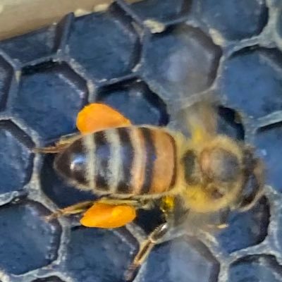 princesspupule3's profile picture. child of god  wife of wonderful man  mother so blessed trying to become more like Christ everyday (under construction pardon the dust)