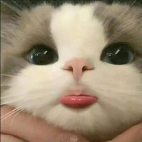 あむ (@nyo2425) 's Twitter Profile