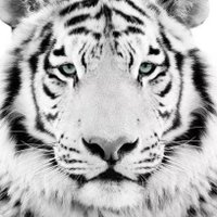 Trajan Caesar (@thekingcaesar7) 's Twitter Profile Photo Trajan Caesar (@thekingcaesar7) 's Twitter Profile Photo