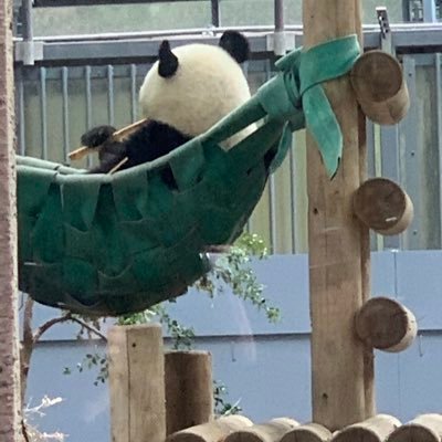パンダメインの動物大好き。可愛さ逞しさが自身の元気の元。東山ZOO地元、他ZOOも遠征。 皆さんのツイ楽しく拝見する害のないおばさんです。 KPOPお相撲ヲタでもあります
