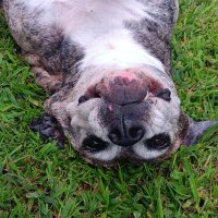 Craig (@greyjediiii) 's Twitter Profile