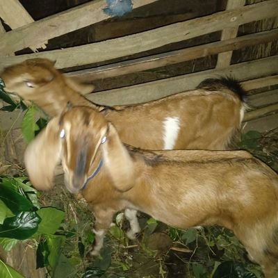 okto_berdollar's profile picture. 