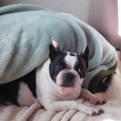 akichannel028's profile picture. あまり難しく考えず、基本的な視野を拡めて糺してゆける社会、向上し合う仲間。そんな人生でありたい。一歩前進が歓び。二歩下がっても三歩進めば一歩前進た！真逆の人生観の方でも尊重し合い、お互いに気付いて築く事が大切。基本的人権・思想信条の自由・そして・・