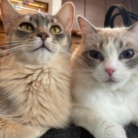 わたげとつくし (@watage_tukushi) Twitter profile photo