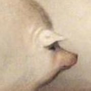 rectal_assassin's profile picture. 